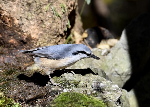 ゴジュウカラ5326