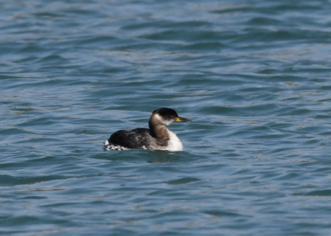 アカエリカイツブ7171