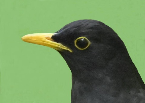 クロツグミ♂3002