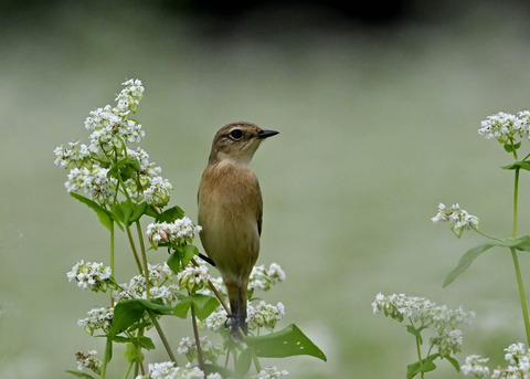 ノビタキ♀5381