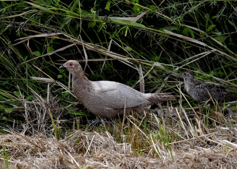 キジの親子4126○