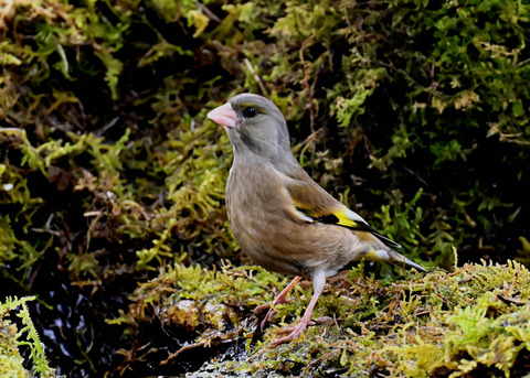 オオカワラヒワ7580