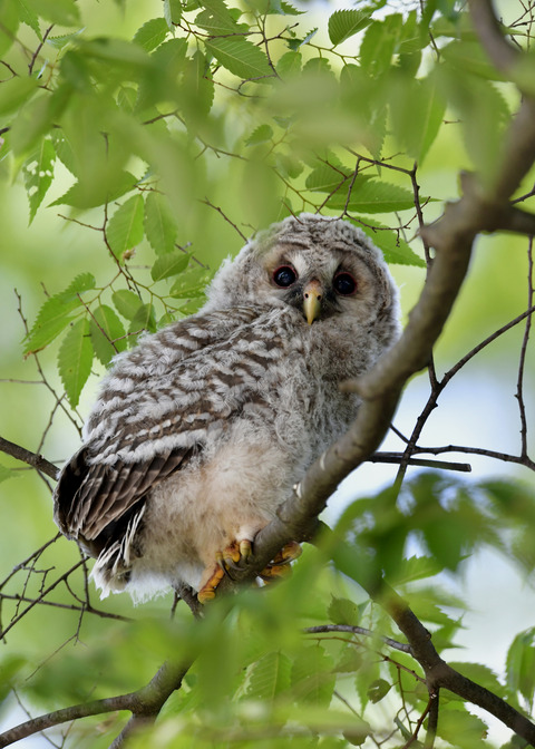 フクロウのヒナ②8650