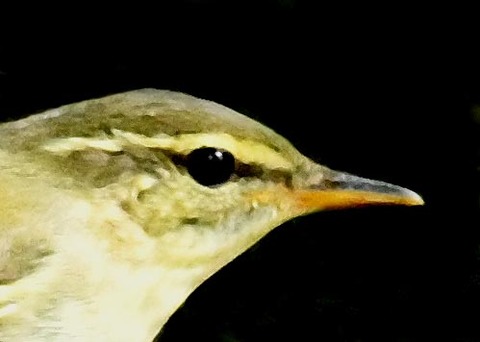 メボソムシクイ0680