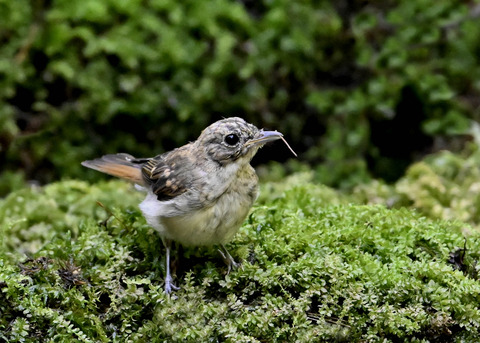 オオルリ♀幼鳥3724