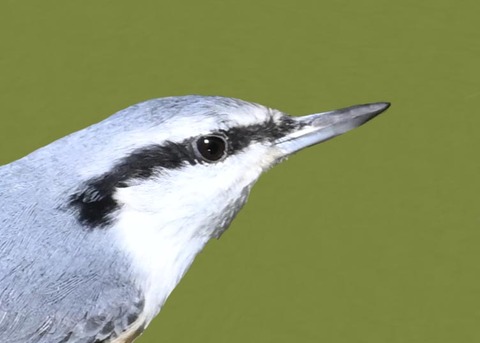 ゴジュウカラ5001