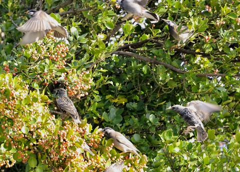 ホシムクドリ7075-01○