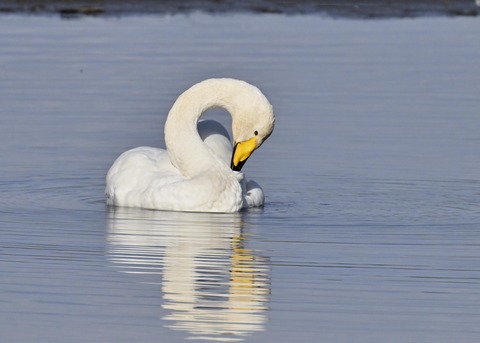 オオハクチョウ3937