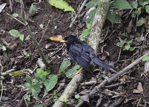 クロツグミ♂3636