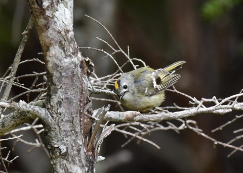 キクイタダキ9906