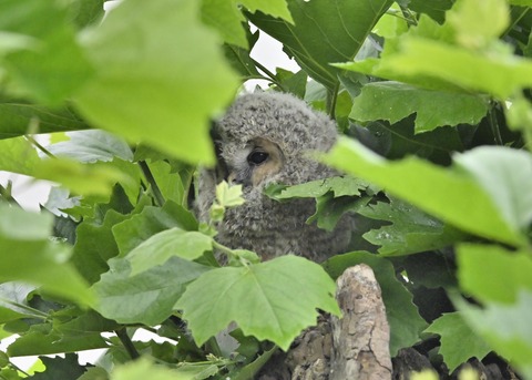 フクロウのヒナ3222