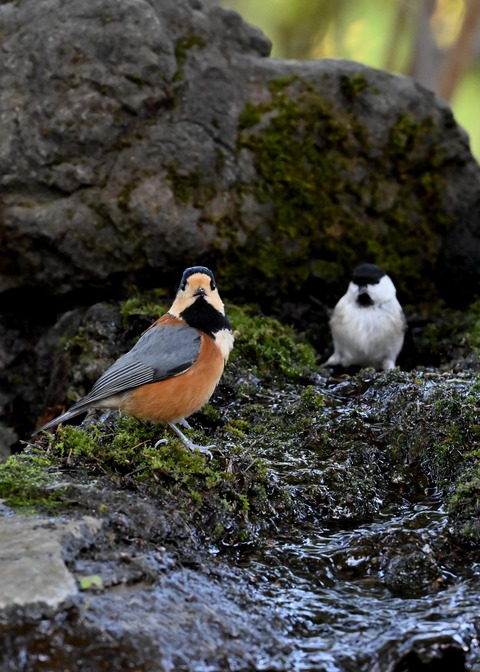 コガラ&ヤマガラ0622