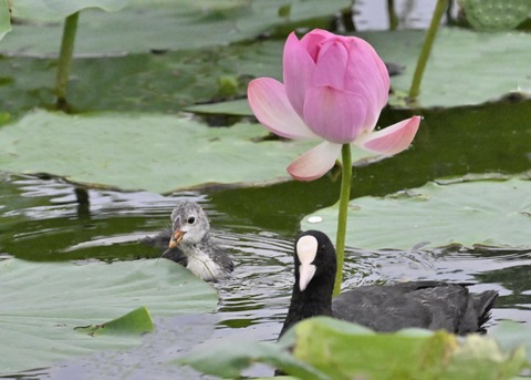 オオバン親子6768