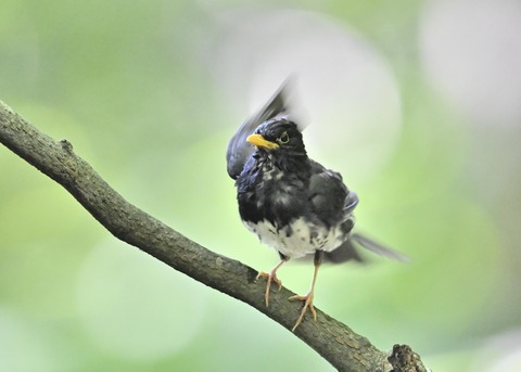 クロツグミ♂0352