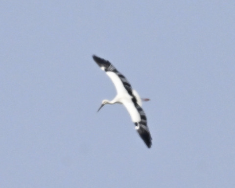 飛ぶコウノトリ8670