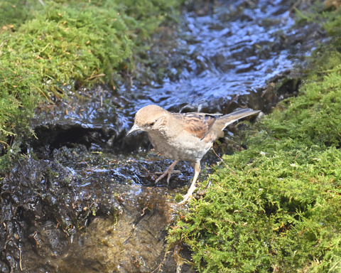カヤクグリ1350