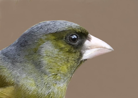 オオカワラヒワ♂1001