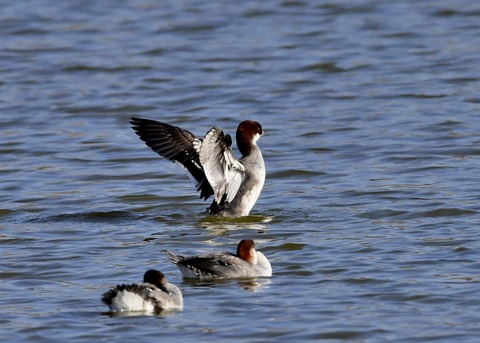 ミコアイサ♀0676