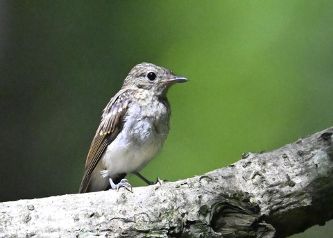 キビタキ幼鳥4482