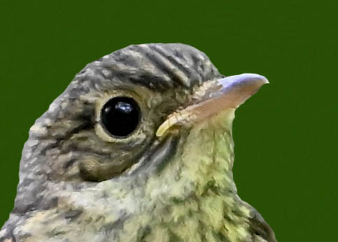 キビタキ幼鳥2001