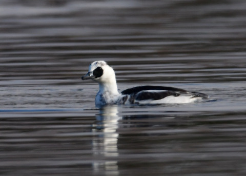 ミコアイサ♂8752