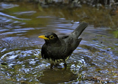 クロツグミ♂5525
