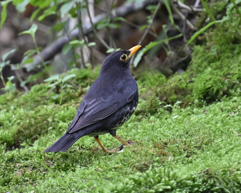クロツグミ♂5743