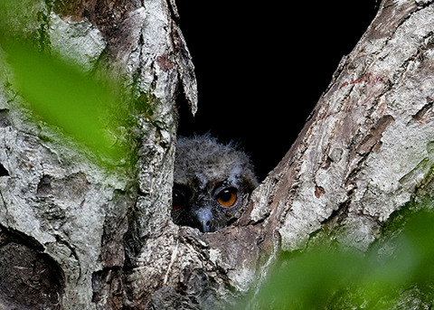 オオコノハズクのヒナ6083