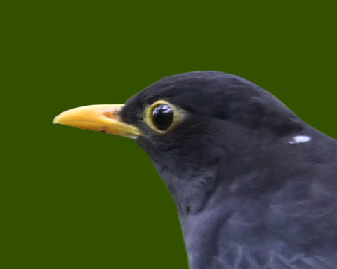 クロツグミ♂5001