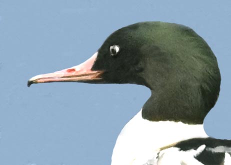 カワアイサ♂♀1000