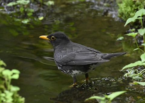 クロツグミ♂3414