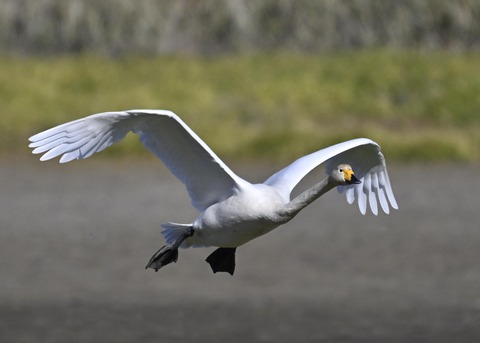 オオハクチョウ4056