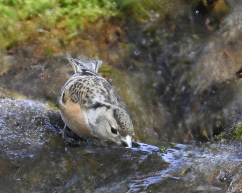 アトリ♀8262