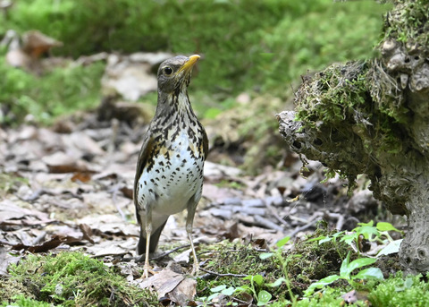 クロツグミ♀1050