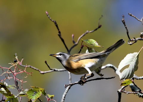 マミチャジナイ2919