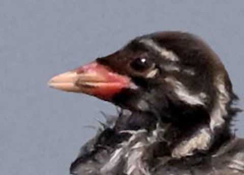 カイツブリ親子2000