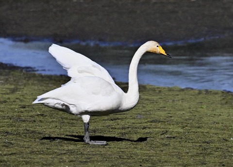 オオハクチョウ2907