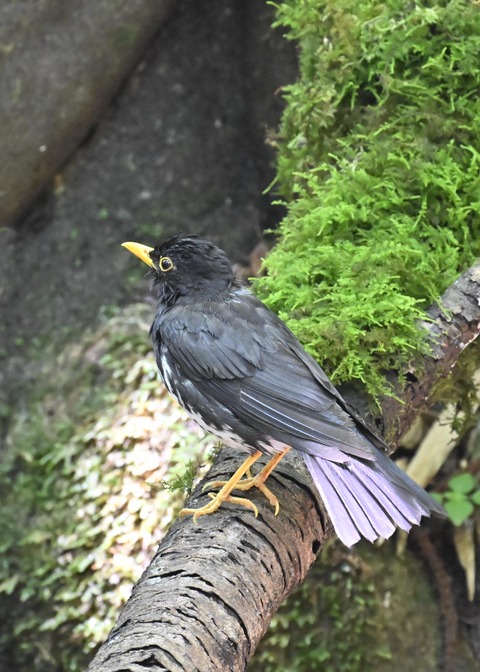 クロツグミ♂4489