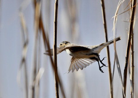飛ぶ・オオジュリン♂0002