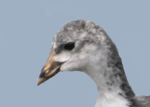 オオバン幼鳥6000