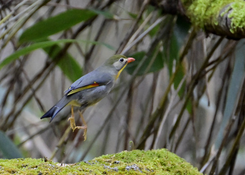 飛ぶソウシチョウ6695