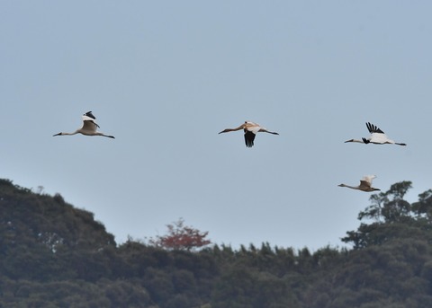 飛ぶ・ソデグロヅル8011