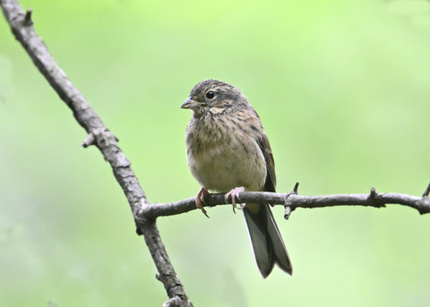 ホオジロ幼鳥3417