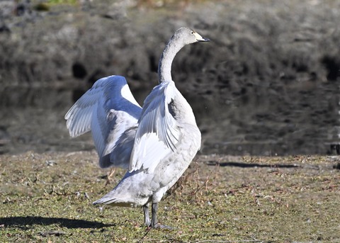 オオハクチョウ幼鳥3688