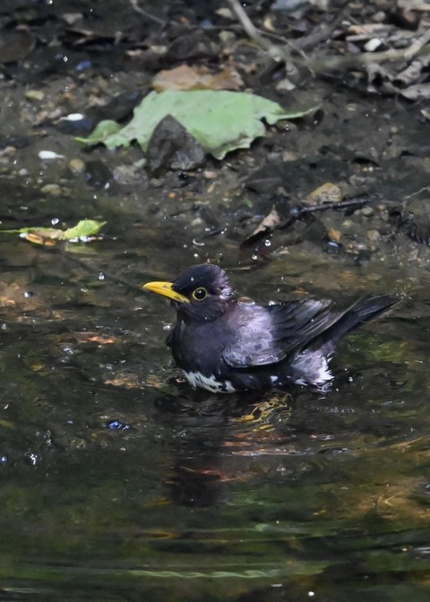 クロツグミ♂4476