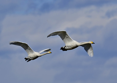 オオハクチョウ1017