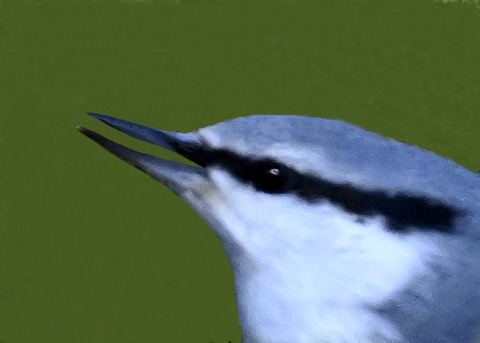 ゴジュウカラ4002