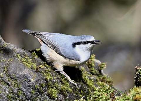 ゴジュウカラ8105