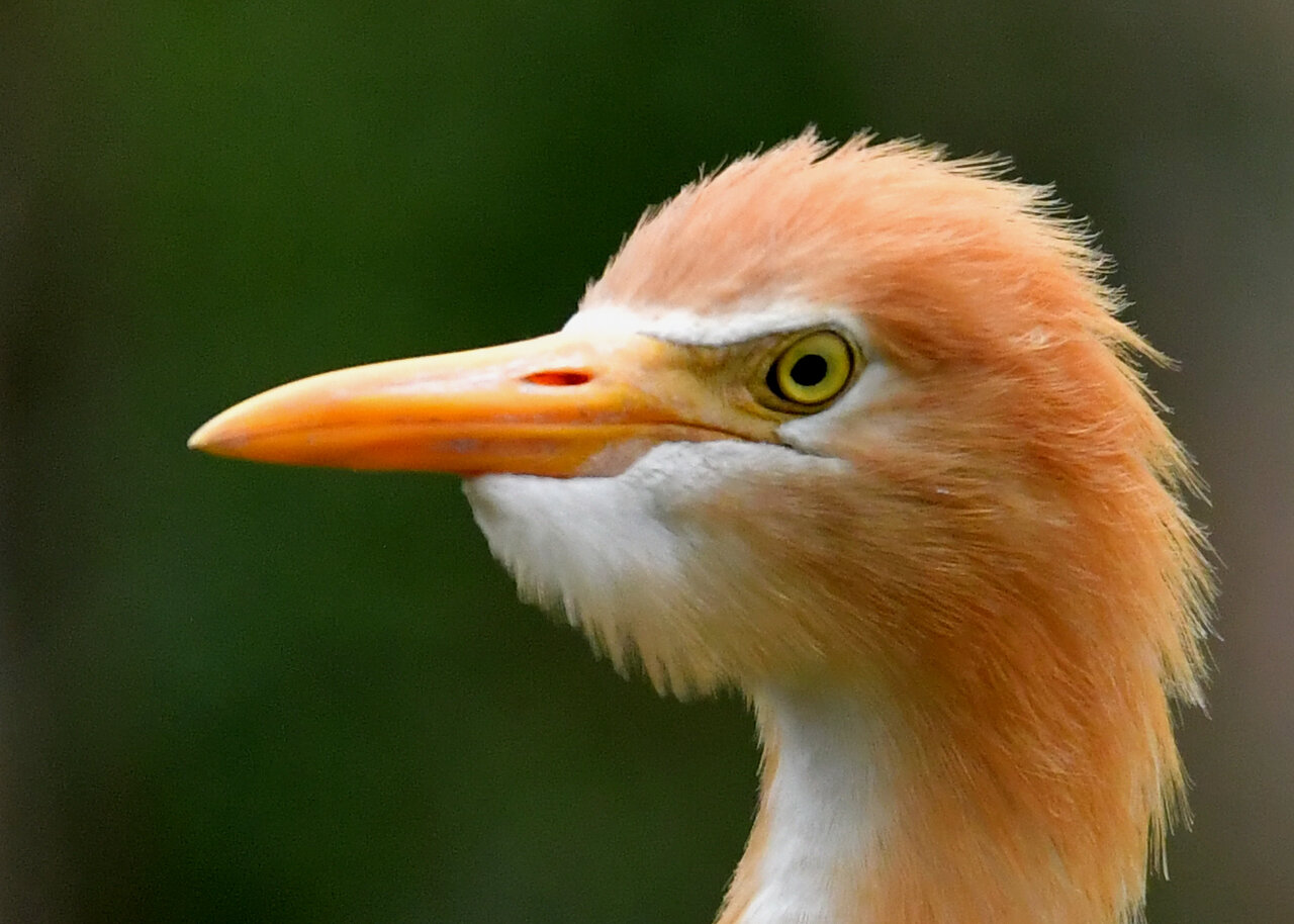 アマサギ 野口洪志の野鳥日記