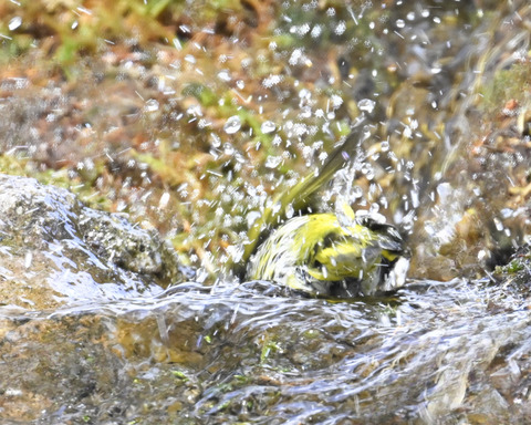マヒワの水浴び9938
